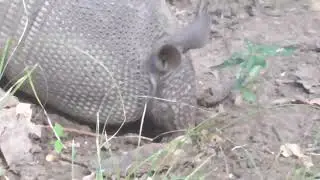 Armadillo