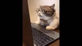cat typing on computer lol