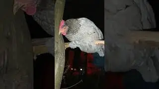 Can we talk about how soft chicken butts are? #chicken #animals #world #keşfet