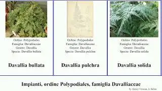 Impianti, ordine Polypodiales, famiglia Davalliaceae plants pulchra canariensis solida Fuse French