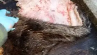 How to Skin a Beaver #3