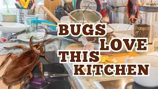 Why Insects Love Dirty Kitchens (And How You Attract Them)
