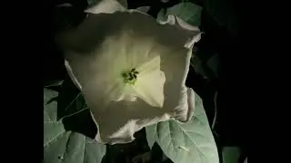 Datura midnight