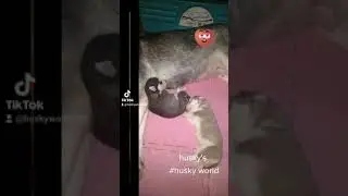 #huskyworld#