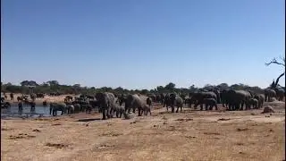 Elephant herds at Steve's Pan, Jozibanini Camp