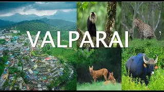 🌄🐘 Amazing Valparai: Wildlife Encounters, Misty Hills & Nature Bliss 🌿 Western Ghats Adventure 🌧️🌿✨