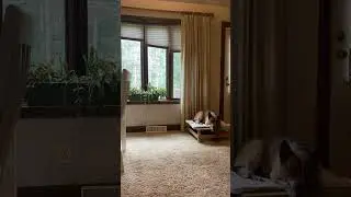 Virtual Home Manner Adult