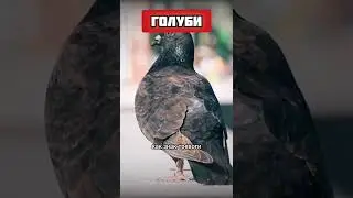 Social life of pigeons
