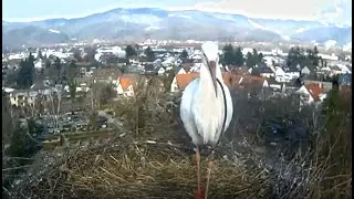 Storch frisst Kunststoff - Storchennest Kirchzarten 20. Januar 2023