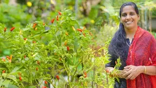 ഇതുപോലെ കാന്താരി പിടിക്കാൻ | Kanthari Mulaku Krishi | Chilli cultivation Malayalam