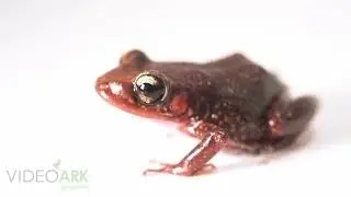 A Mona coqui frog (Eleutherodactylus monensis) at Zoo Atlanta.