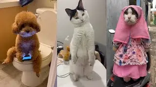 Funny Cat Reactions to Babies And Big Dogs | Funniest Cat videos 2026