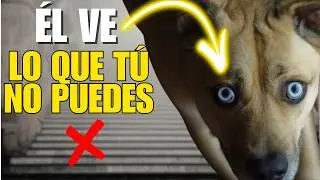Tu perro VE y OYE cosas que tú ni imaginas 🐶😱