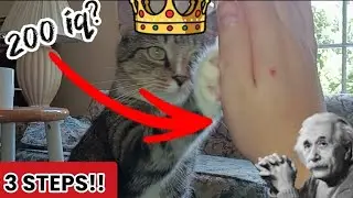 TEACH your CAT to HIGHFIVE in 3 SIMPLE STEPS!!! 