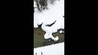 Nature in snow