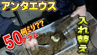 約1年経過したアンタエウスオオクワガタを入れ替え