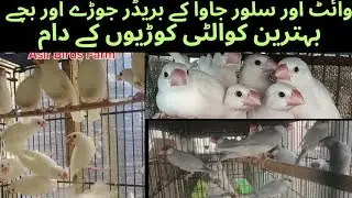 White Java Silver Java Sparrow Breeder Pair Or Chicks Setup|| Asif Birds Farm 
