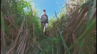 Access Trail Thru Cattails to Hidden Natural Blind For a Surgical Strike Near a Small Food Plot