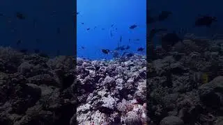 Coral Life in Full Color | Tubbataha Reef Health Highlight