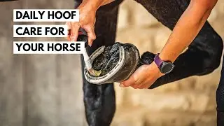 Daily Hoof Care | Carr & Day & Martin