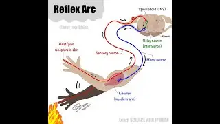 NS PART: 1 Reflex Arc Explained: Components, Pathway, and Physiology of Reflexes