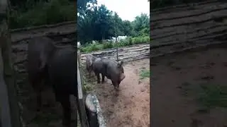 Vida de DUROC na FAZENDA
