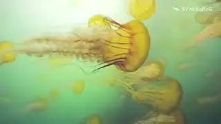 В честь кого медузы Хрисаоры  (Sea nettles) из рода Chrysaora P&eacute;ron & Lesueur получили своё имя ?
