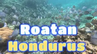 Roatan, Hondurus Western Caribbean Cruise 2025 October