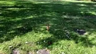 Lots And Land for sale - 2033 McGowan Road, Norton, OH 44203