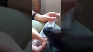 Dog trying to pop bubble wrap