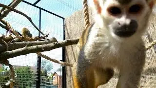 Common squirrel monkey
