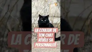 👉 La couleur de ton chat r&eacute;v&egrave;le sa personnalit&eacute; ! 🐾😻 #shorts  #chats