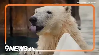 St. Louis Zoo splitting up twin polar bears, one moving west