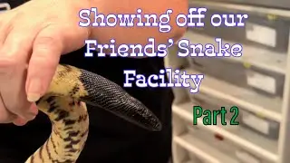 Back at Proxima Reptilis&rsquo; Facility for Part 2 | Blackhead Python | Ball Python | Skink