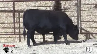Redland Angus Lot 138