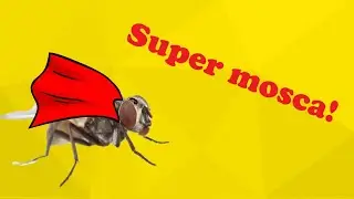 Super Mosca 1
