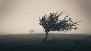 A playlist for sensitive hearts.