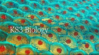 Year 8 Biology Cells and Organ Systems
