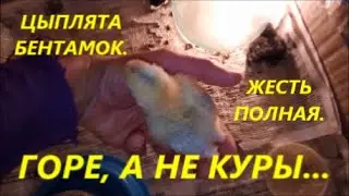Это беда, а не куры.Результаты первой инкубации кур бентамок в 2023 году.Вывод и выживаемость цыплят