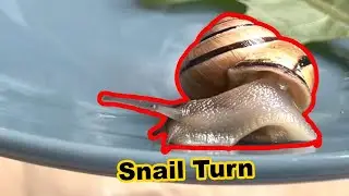 Snail Locomotion & Turn