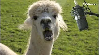 Alpaca Sounds: Alpaca Noise | Alpaca Voice | Baby Alpaca | Alpaca Animal | Solo Animals