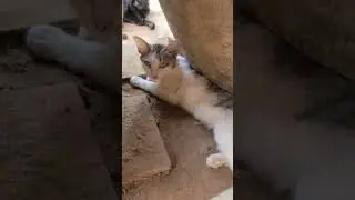 Rural cats sleeping #sorts #shortvideo Ep277