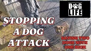 STOPPING A DOG ATTACK