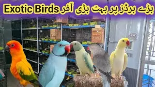 Sunday Birds Market Islamabad Peshawar Morr h9 Exotic Birds pr badi offer @BirdsPoint345 