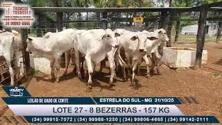LOTE 27   8 BEZERRAS   157 KG - LEIL&Atilde;O GADO DE CORTE - BAGAGEM LEIL&Otilde;ES - 31/10/25 🐂