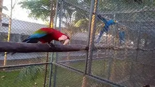 Macaw parrot jali Tod ke bhag Gaya 😱🙀#waqas #junglebook