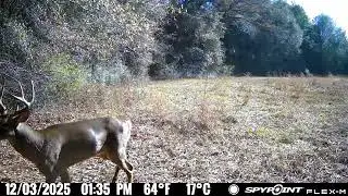 Big Buck Caught in Broad Daylight! 🦌 #whitetail #bucks #deer #hunting 