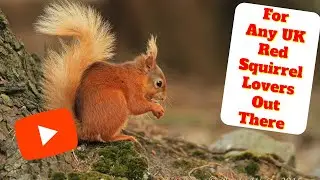 Red Squirrel Awareness week for our Red Squirrel lovers