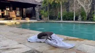 Ferret Rubbing Itself Again Towel by the Pool Side