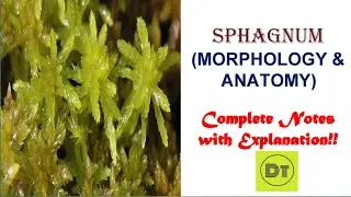 Bryophyta- Sphagnum (Morphology & Anatomy)
